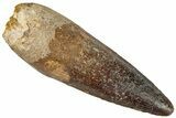 Fossil Spinosaurus Tooth - Real Dinosaur Tooth #296571-1